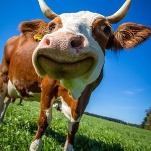 Meet your Posher, Aidan